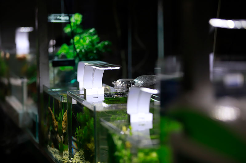 greens17.jpg greens17.jpg