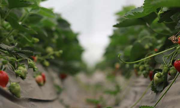 greens7.jpg greens7.jpg